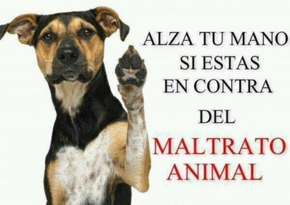 MALTRATO ANIMAL